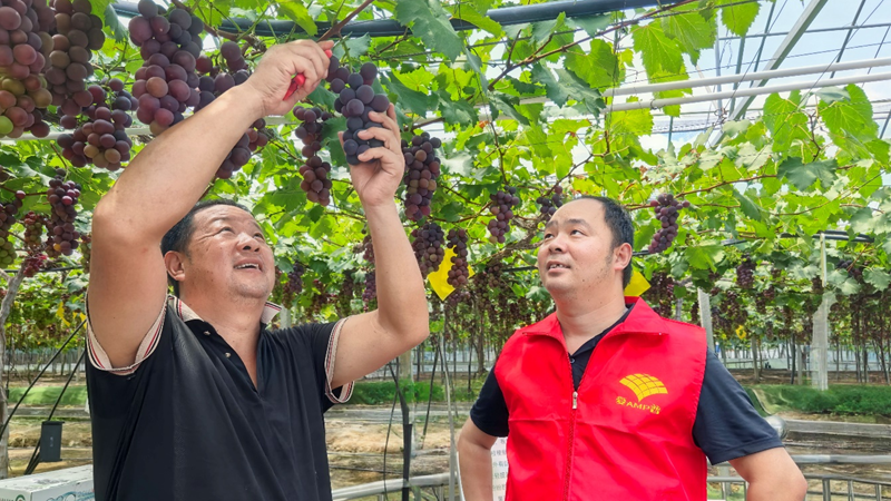 爱普科技党员农技服务队助力浦江葡萄产业提质增效